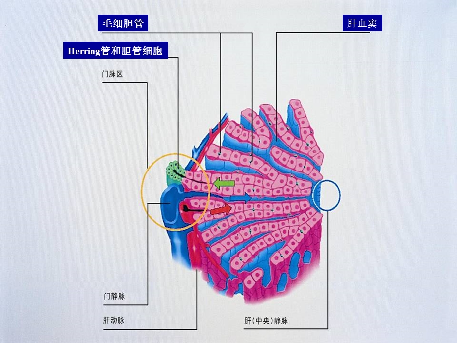 黄疸的诊断和治疗.ppt_第3页