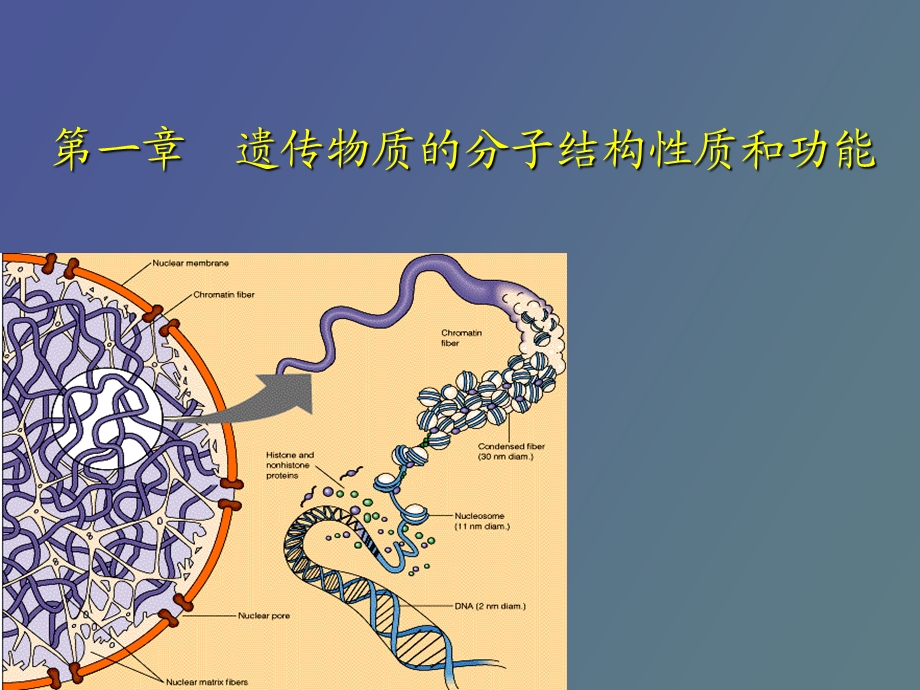 遗传物质的分子结构性质和功能.ppt_第1页