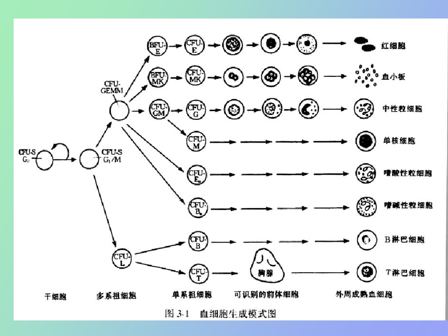 血液系统疾病护理总论.ppt_第2页