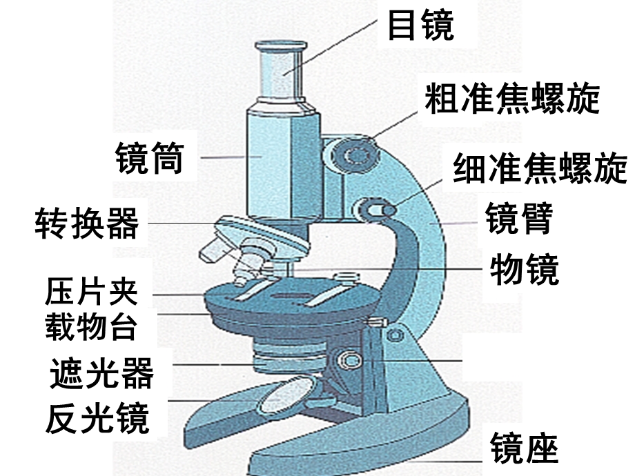 高倍显微镜的操作步骤及相关知识.ppt_第1页