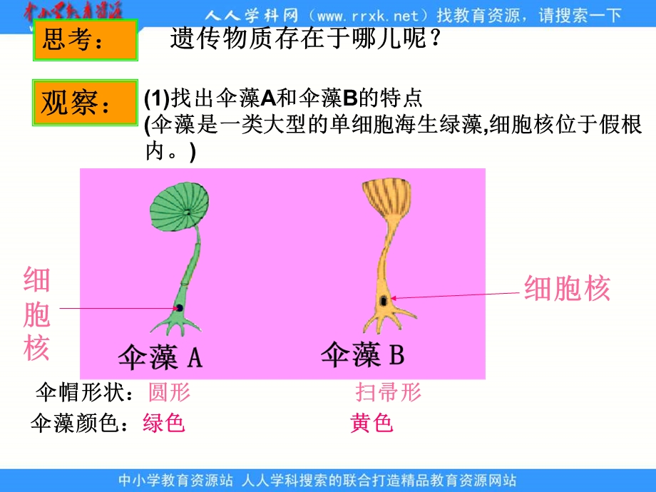 遗传的物质基础课件.ppt_第3页