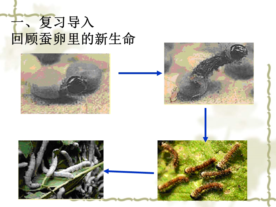 蚕的生长变化课件.ppt_第2页