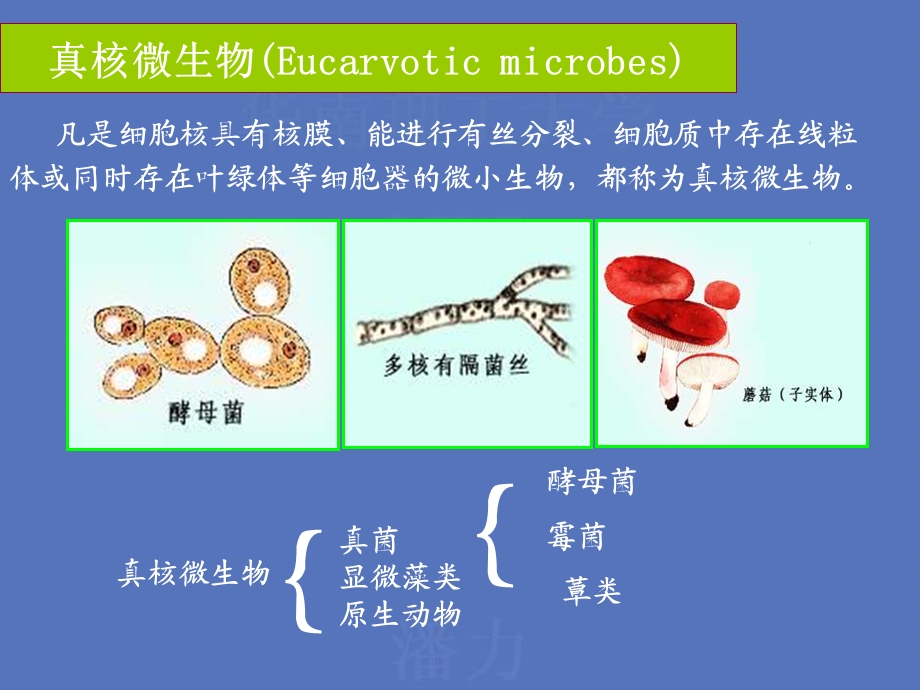 重要的微生物种类.ppt_第1页