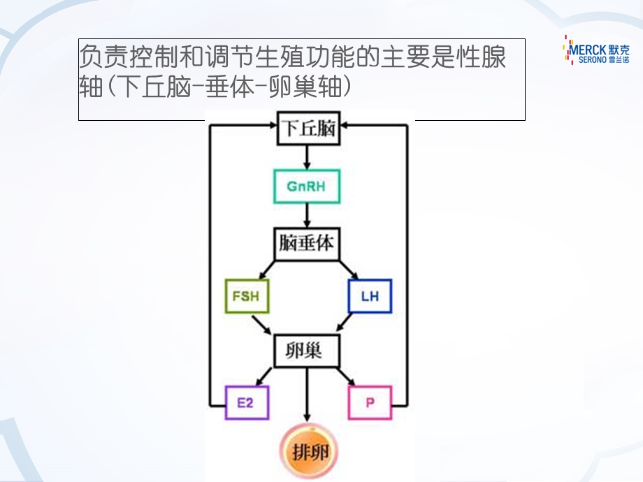 辅助生殖常用药物.ppt_第2页