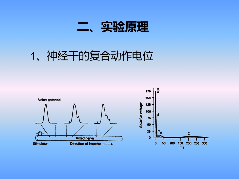 蛙坐骨神经干动作电位的记录与观察.ppt_第3页