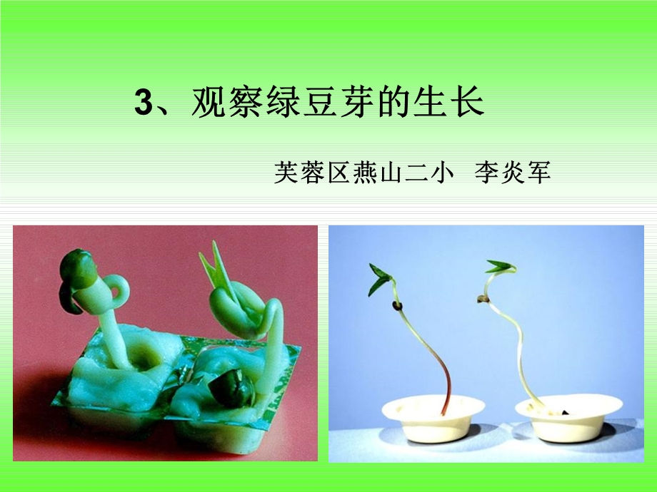 观察绿豆芽的生长.ppt_第1页