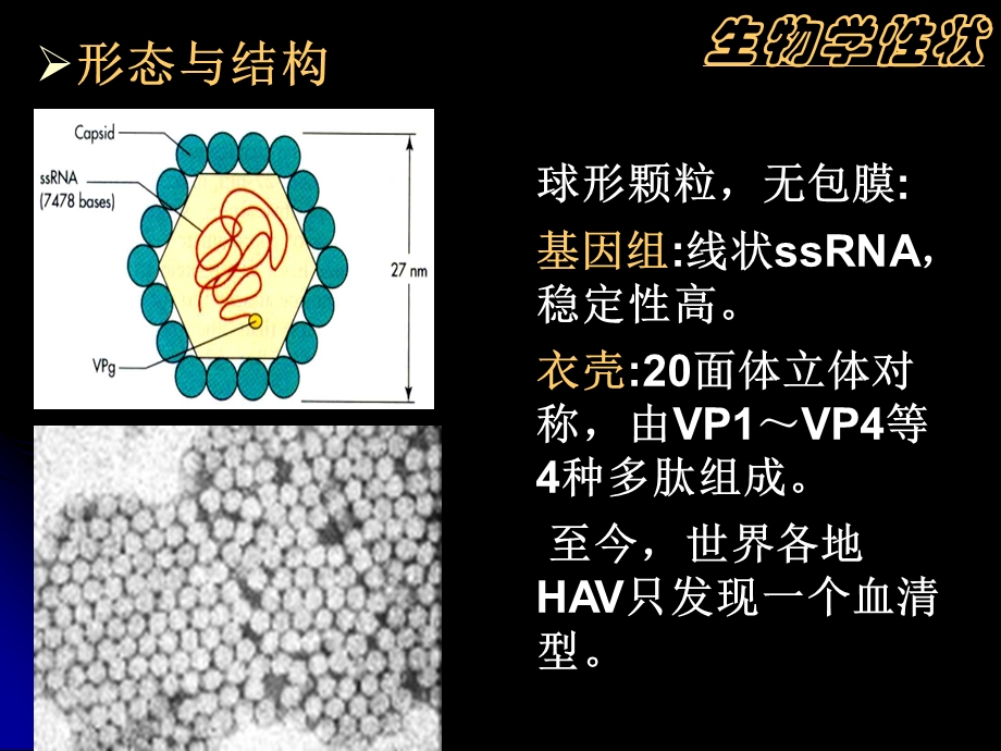 《微生物与免疫学》专科课件28章肝炎病毒.ppt_第3页