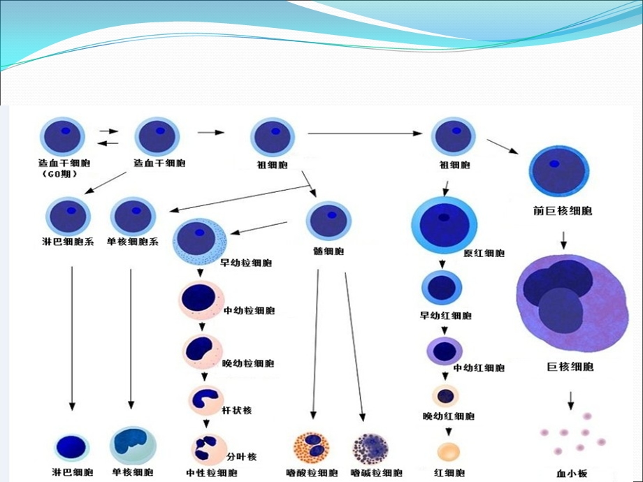 血细胞分析与临床意义.ppt_第2页