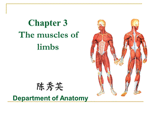 《系统解剖学》教学资料四肢肌.ppt