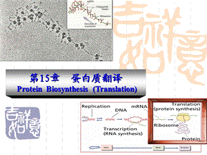 蛋白质翻译及翻译后修饰.ppt