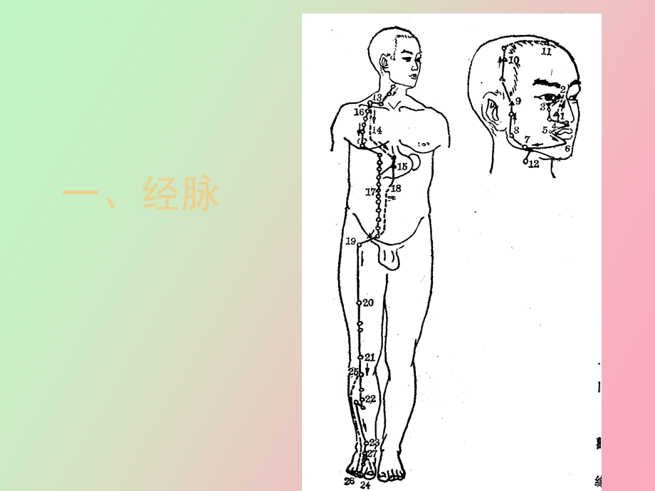 针灸推拿胃经穴.ppt_第3页