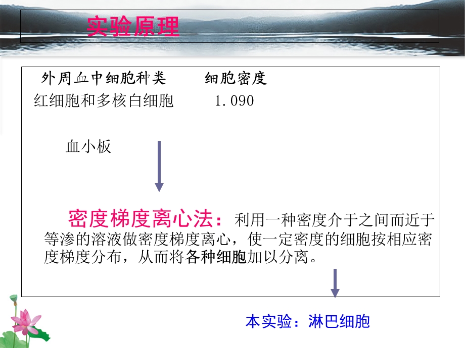 详细的淋巴细胞的分离、计数图文教程.ppt_第3页