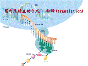 《医学遗传与胚胎发育》翻译与翻译后修饰整合课程.ppt