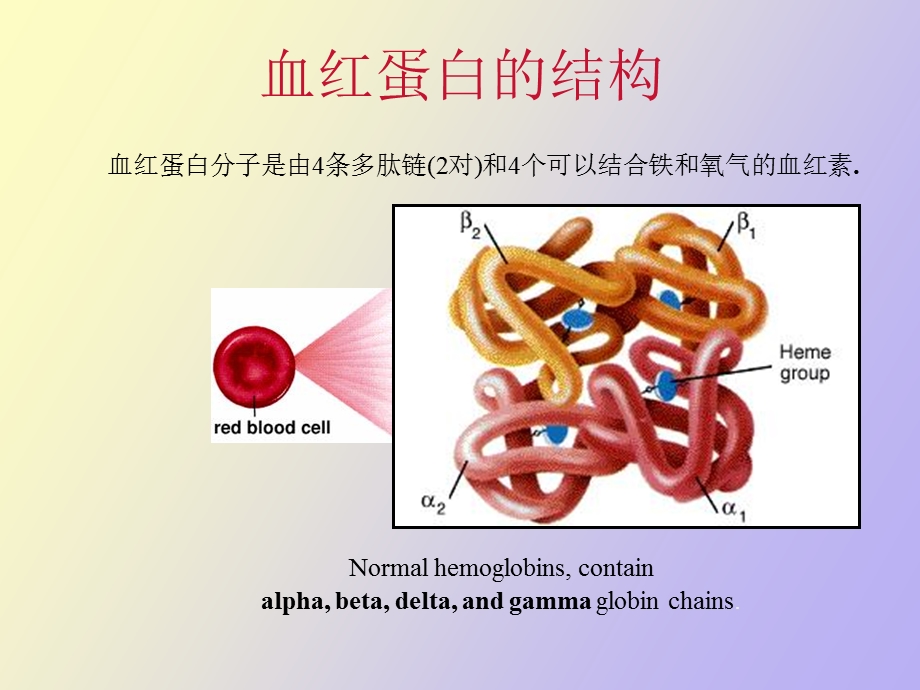 血红蛋白电泳的意义和判断高级版.ppt_第3页