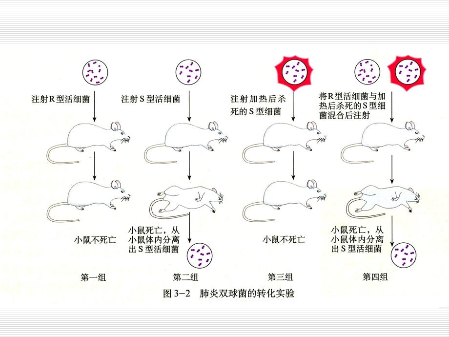 证明DNA是遗传物质的三个经典实验.ppt_第3页