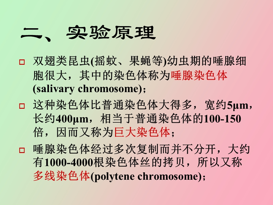 遗传学实验果蝇唾腺染色体.ppt_第3页