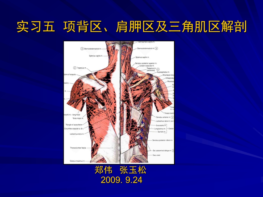 项背区、肩胛区及三角肌区解剖.ppt_第1页