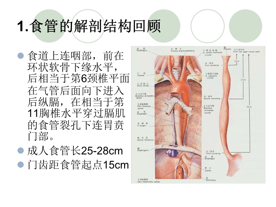 食管癌病人的护理.ppt_第3页