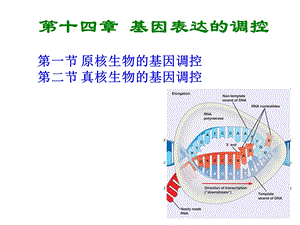 普通遗传学第十四章基因表达的调控.ppt