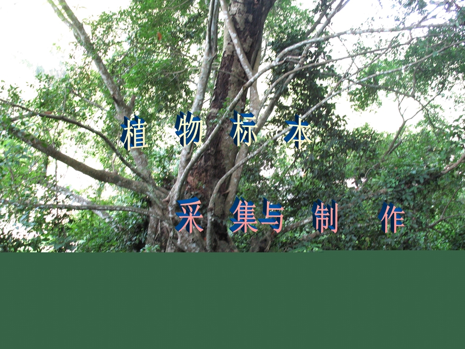 《植物学教学资料》植物标本制作.ppt_第1页