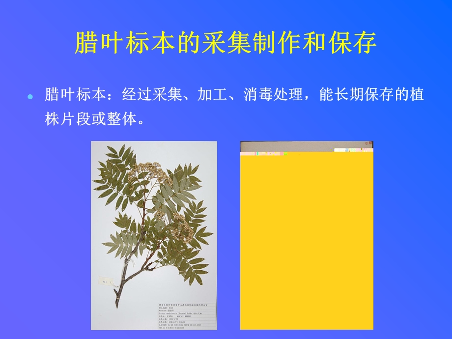 《植物学教学资料》植物标本制作.ppt_第2页