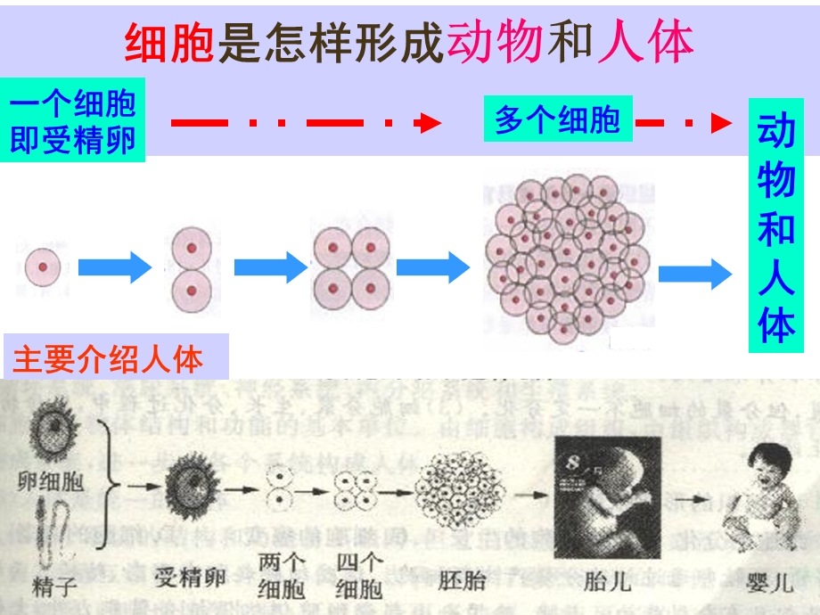 《动物体的结构层次.ppt_第3页