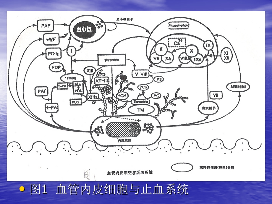 血栓与止血的筛选试验及其临床应用.ppt_第3页