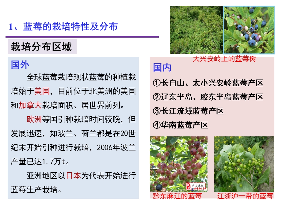 蓝莓生产与加工利用.ppt_第3页