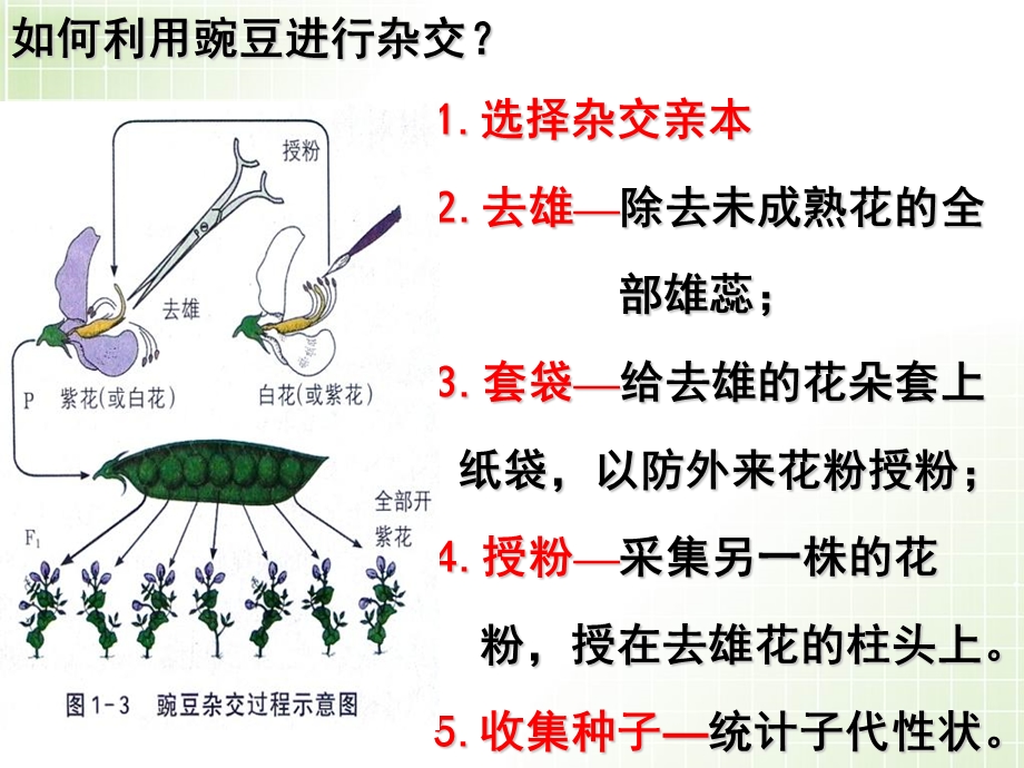 遗传的基本规律复习.ppt_第3页