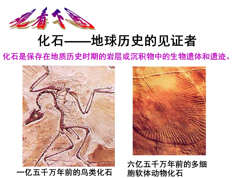 七年级语文化石吟课件.ppt_第1页