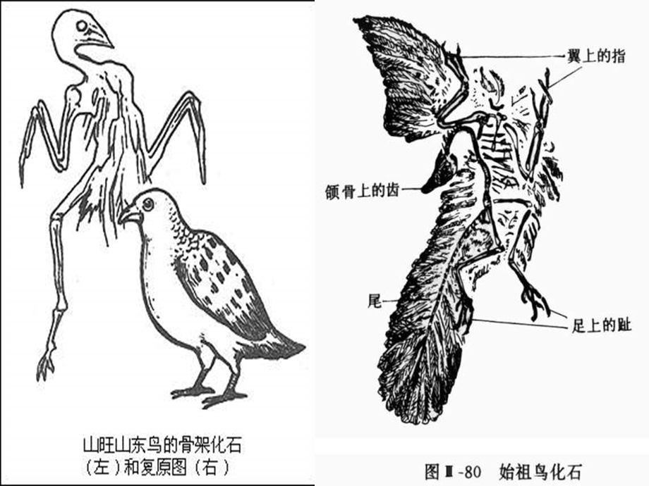 七年级语文化石吟课件.ppt_第2页