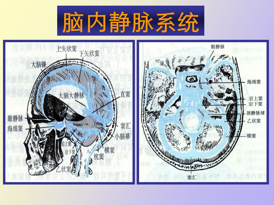 血管病神经保护治疗.ppt_第3页