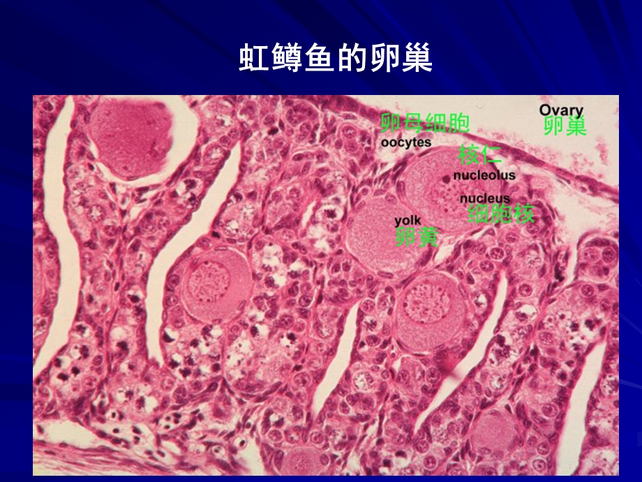 鱼类增养殖学第三章鱼类人工繁殖生物学基础.ppt_第3页