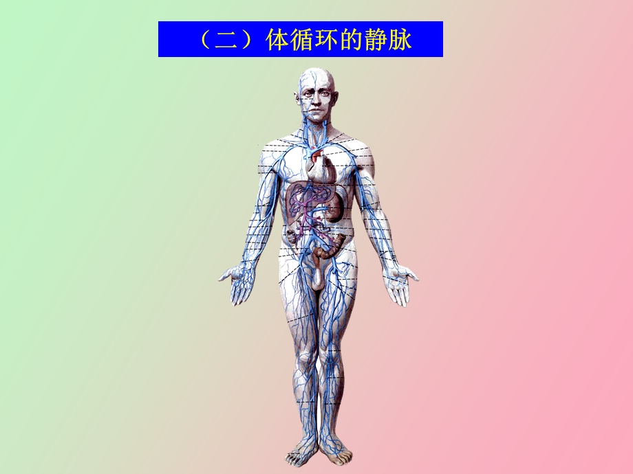 血管体循环静脉.ppt_第1页