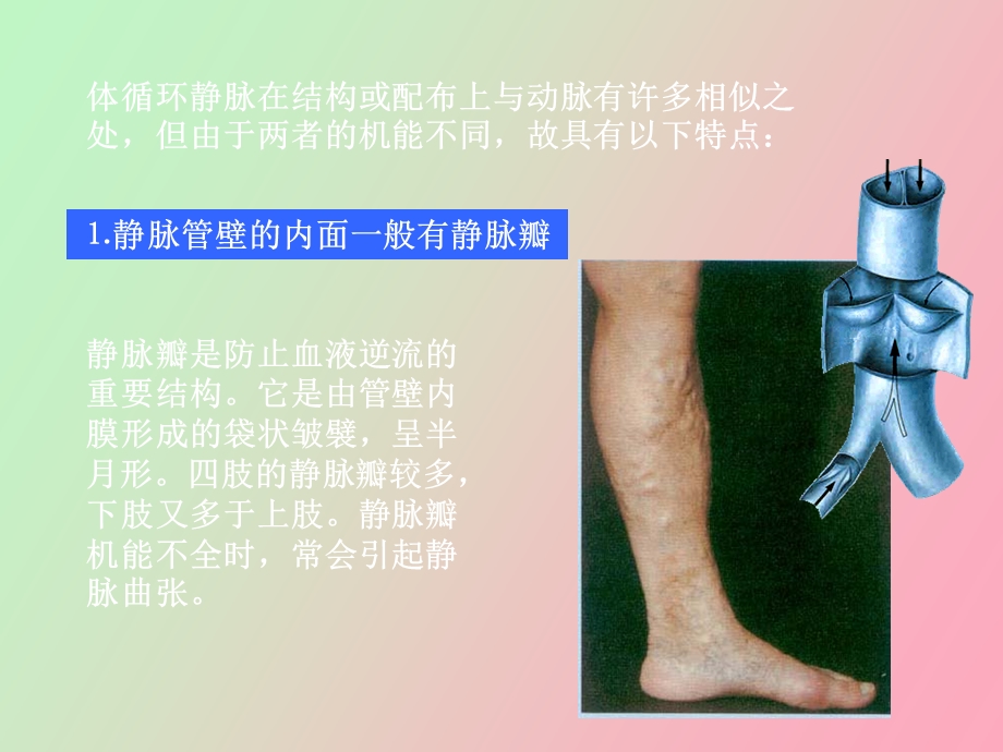 血管体循环静脉.ppt_第2页