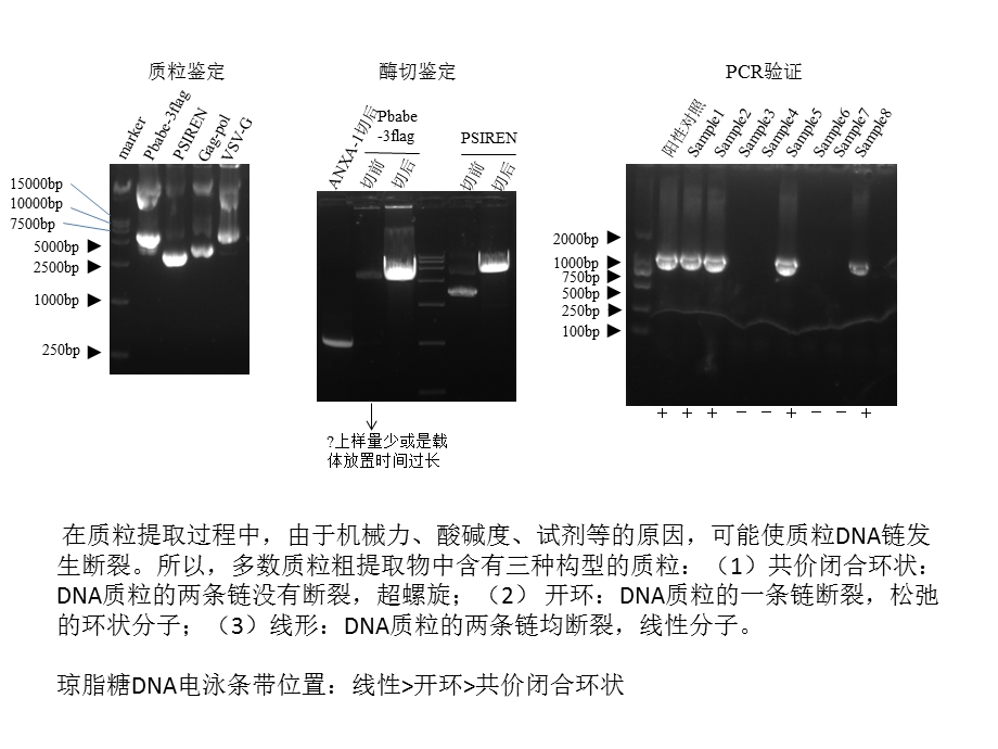 过表达及敲除细胞系建立及所需材料详细.ppt_第3页