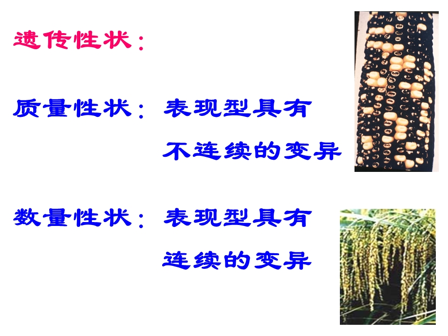 遗传学9第八章数量性状的遗传.ppt_第2页