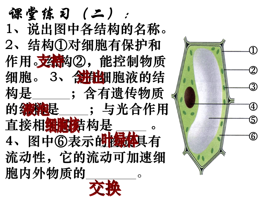 七年级上册生物课件动物细胞.ppt_第3页