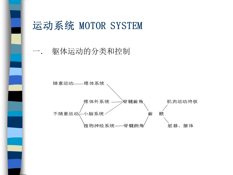 运动系统MOTORSYSTE.ppt_第1页