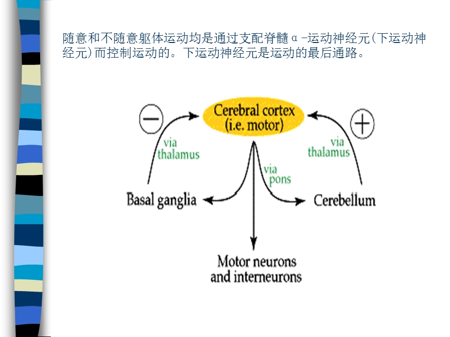 运动系统MOTORSYSTE.ppt_第2页