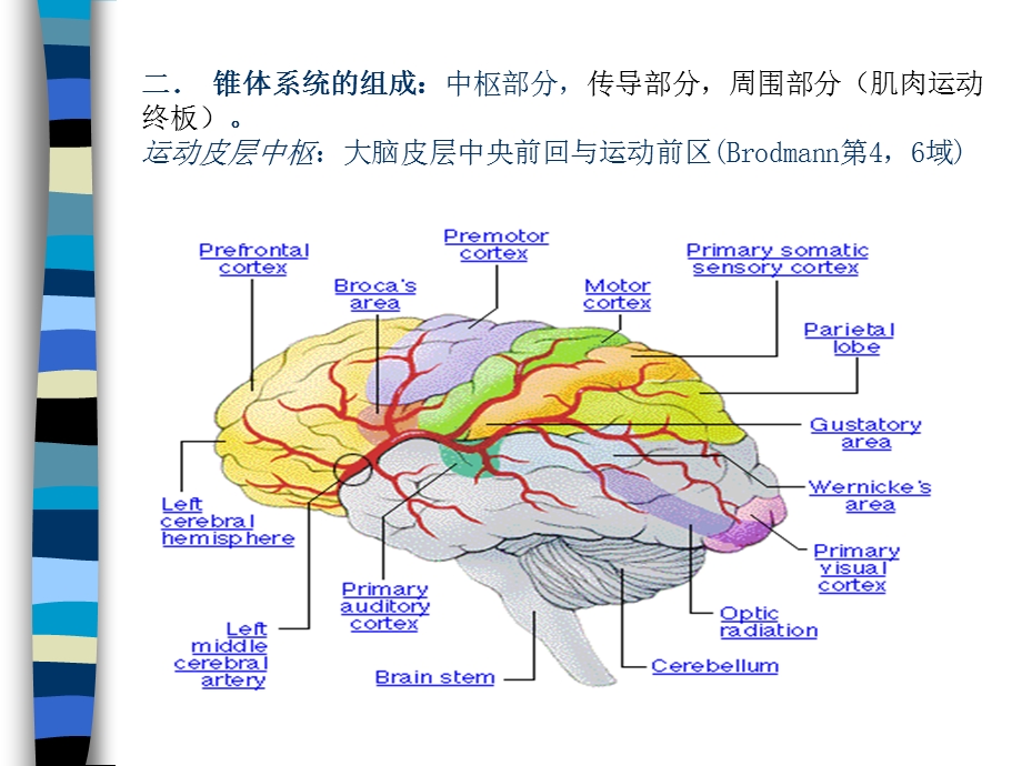 运动系统MOTORSYSTE.ppt_第3页