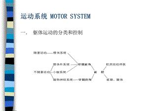 运动系统MOTORSYSTE.ppt