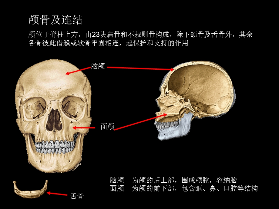 颅骨及连结、四肢骨及连结.ppt_第2页