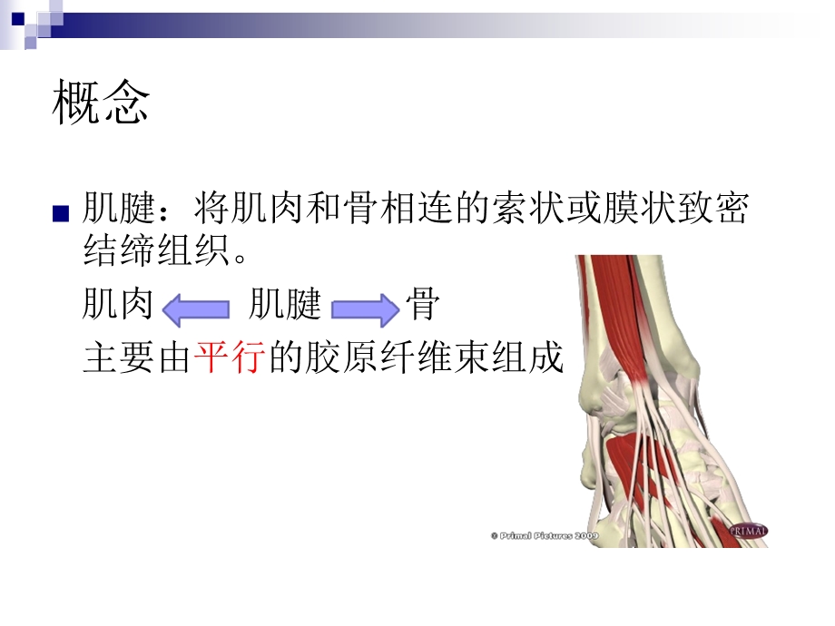 超声在足踝部检查中的应用.ppt_第3页