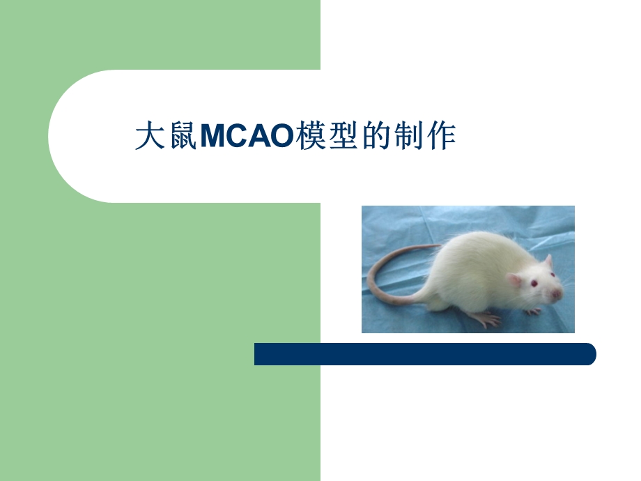 鼠MCAO模型的制.ppt_第1页