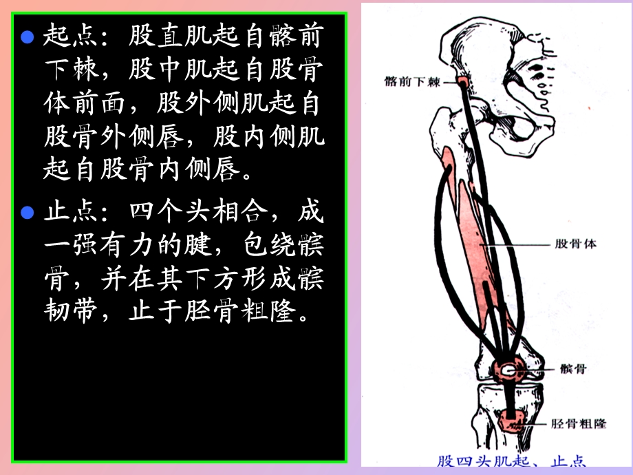 运动解剖学下肢肌大腿肌.ppt_第3页