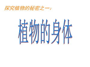 青岛版四年级科学上册植物的身体课件.ppt