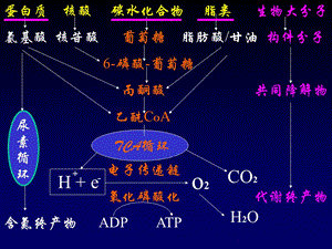 蛋白质的降解和氨基酸的降解转化.ppt