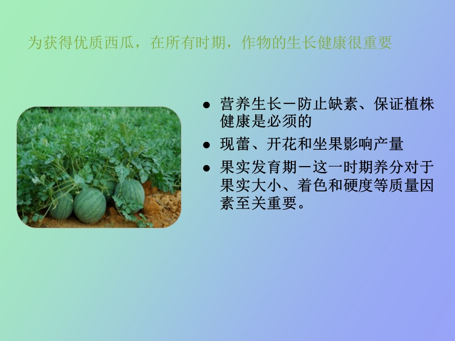 西瓜营养方案.ppt_第2页