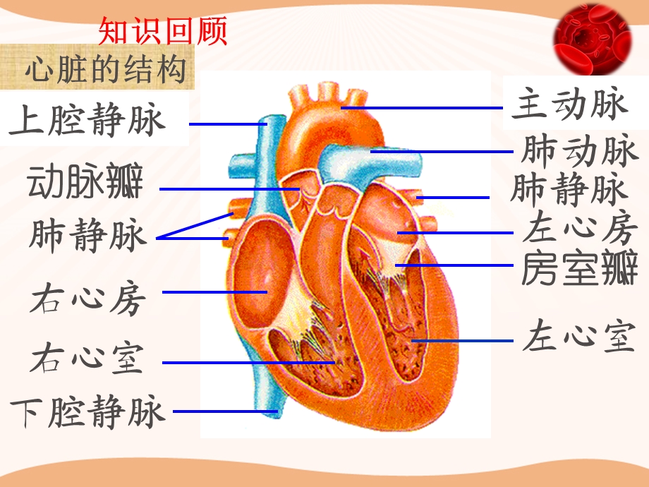 血液循环的途径课件.ppt_第1页